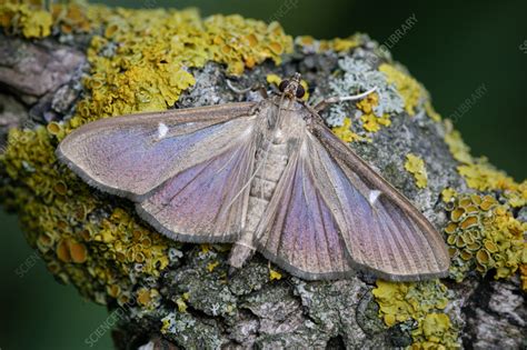 Box Tree Moth Stock Image C0578043 Science Photo Library