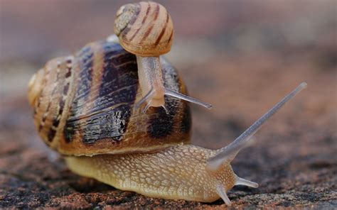 Snail Full Hd Wallpaper And Background 2560x1600 Id397851