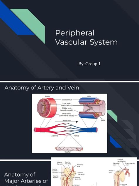 Peripheral Vascular System | PDF | Edema | Pulse