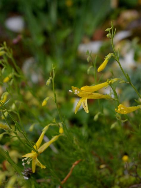 Penstemon Pinifolius Mersea Yellow Beth Chatto S Plants