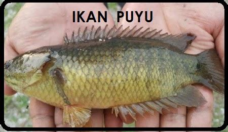 anim agro technology ikan puyu satu ulangkaji