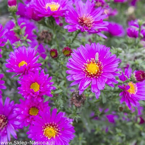 Astry - Marcinki - Sklep-Nasiona w Sklep-Nasiona | Sprawdź darmową wysyłkę
