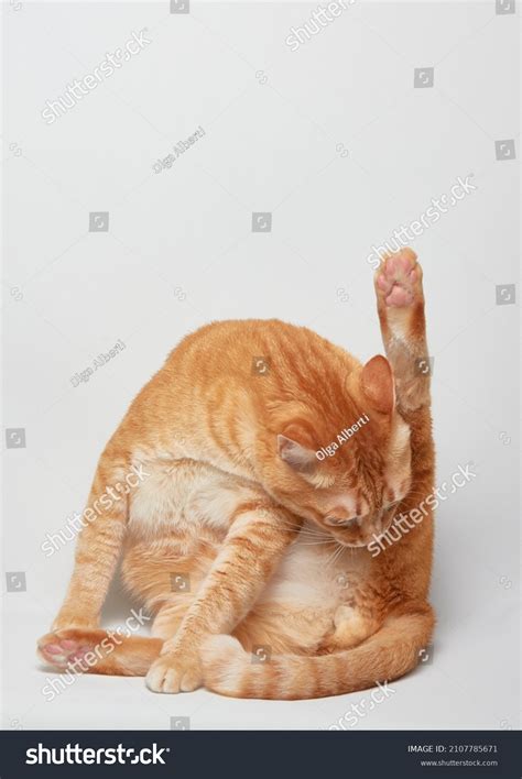 Ass Licking Images Stock Photos Vectors Shutterstock