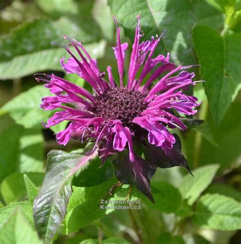 Monarda " Bee - You™ Bee Pure " - monarda, zavinutka Zahradnictví ...