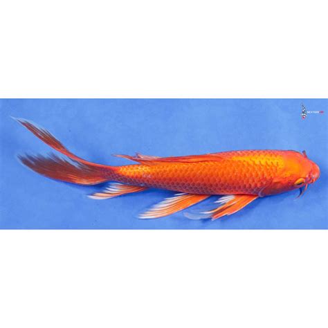 10 Imported Orenji Ogon Butterfly Koi Koi Fish For Sale