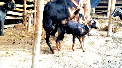 Small Goat Crossing Vs Big Breeders। Goat Bakri Meeting। Km Animals