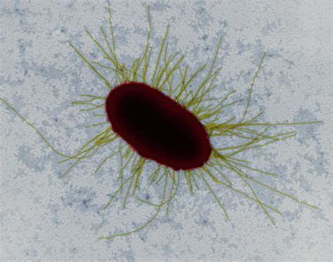 E Coli With Fimbriae Photograph By Dennis Kunkel Microscopyscience Photo Library