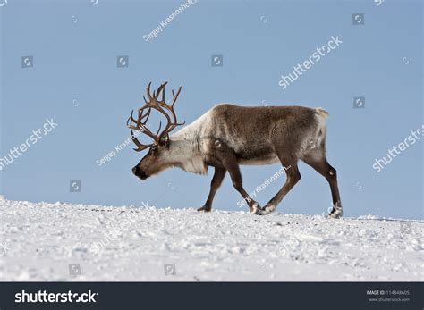 9183 Group Reindeer Images Stock Photos And Vectors Shutterstock
