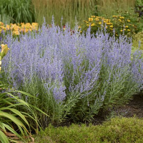 Perovskia Blue Jean Baby Russian Sage Shop Sugar Creek Gardens