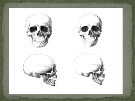 Sex Determination From Human Skeletal Remains Skull Pelvis
