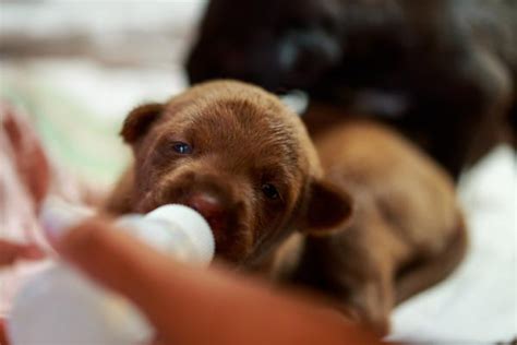 Cómo alimentar a un cachorro recién nacido