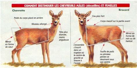 Diff Rence Entre Une Biche Et Un Chevreuil Diverses Diff Rences