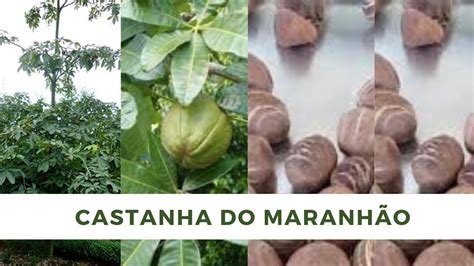 PLANTANDO CASTANHA CONHECIDA COMO CASTANHA DO MARANHÃO Bombacopsis