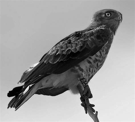 zmijar - Hrvatska enciklopedija