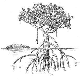 Mangrove Tree Drawing Getdrawings Sketch Coloring Page Mangrove Tree Drawing Getdrawings Sketch Coloring Page