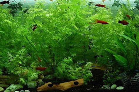 jenis tanaman aquascape  cocok  akuarium hias kompascom