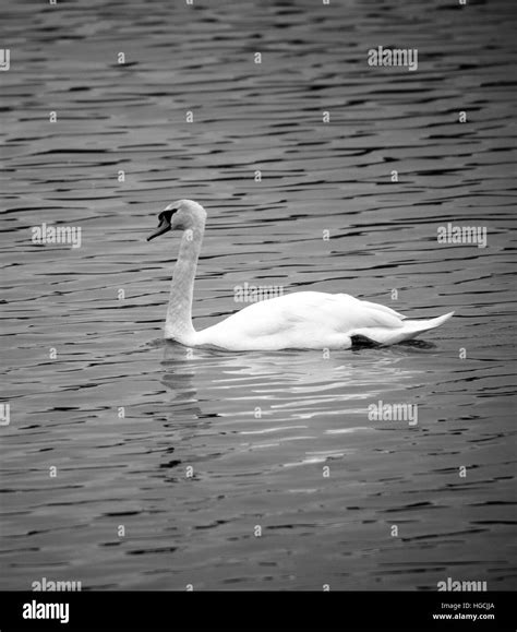 Swan Black And White
