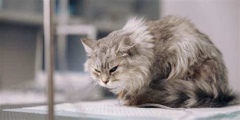 Posição De Gato Com Dor - 12 Sinais de Alerta de que seu Gato está com Dor - Cats.com