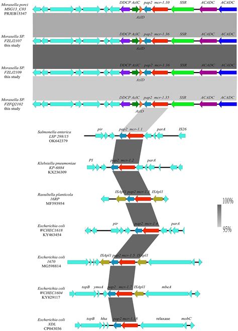 Frontiers Characterization Of Two Novel Colistin Resistance Gene Mcr