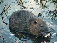 The Coypu