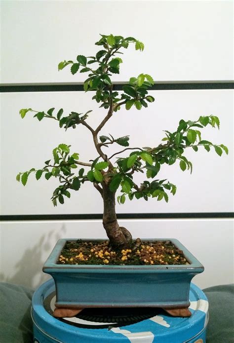 Chinese Elm 09 Bonsai Nut