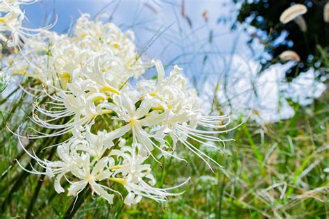 White Spider Lily (Lycoris albiflora) - Southern Bulbs