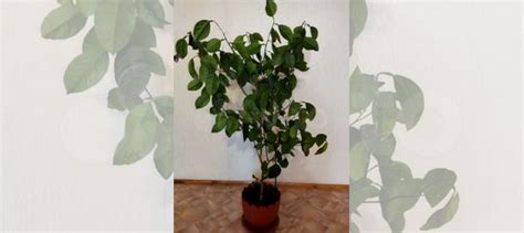 Лимонное дерево купить в Уфе | Товары для дома и дачи | Авито