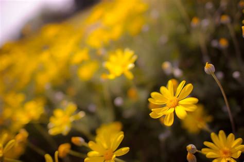 Полевая желтая ромашка - 75 фото