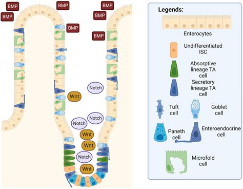 Intestinal Epithelium With Isc Signaling Pathways The Wnt And Notch