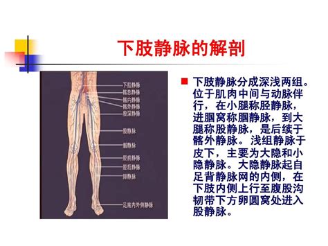 下肢深静脉血栓的诊断与治疗进展word文档在线阅读与下载无忧文档