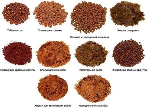 Размышления о пище для рыб: сухие продукты | Prestige Aqua