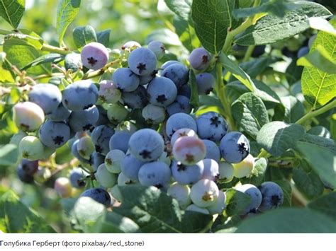 7 сортов голубики садовой для выращивания на даче: сладкие, урожайные ...