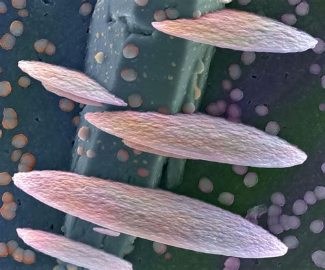 Scientists Make Art From Objects Invisible To The Naked Eye