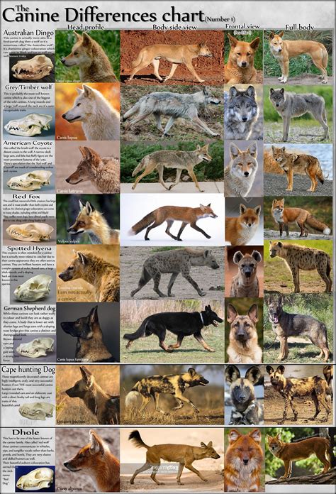 Canine: Visual differences Tutorial (BONUS ADDED!) by NinjaKato