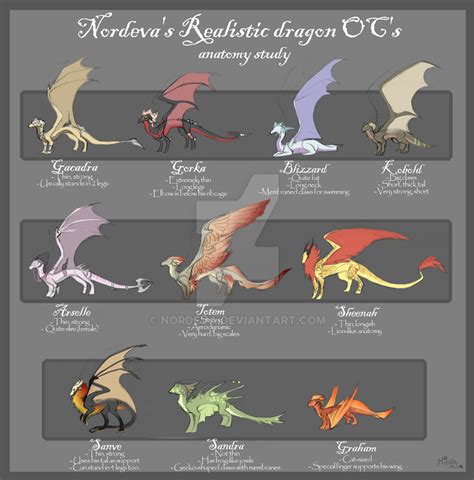 Dragon Ocs Anatomy Study By Nordeva On Deviantart