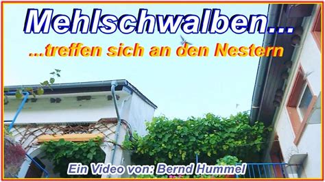 Mehlschwalben Treffen Sich An Den Nestern HD YouTube