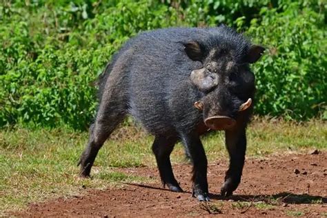 13 Types Of Animals That Live In Bamboo Forests Wildlife Informer