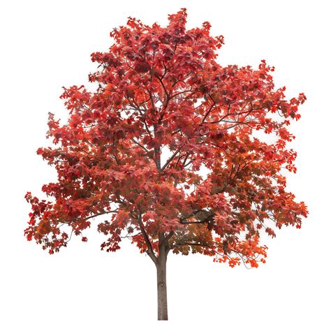 Large Red Oak Tree on Transparent Background 46456504 PNG
