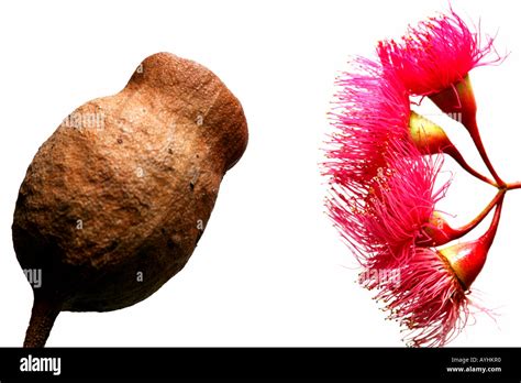 Australian Flora And Fauna Stock Photo Alamy