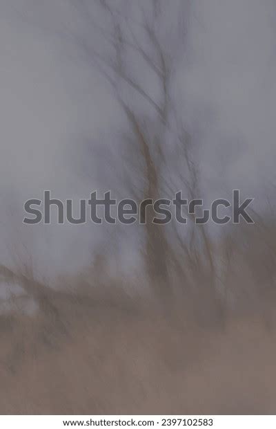 Naked Aged Trees Mclaughlin Bay Some Stock Photo 2397102583 Shutterstock