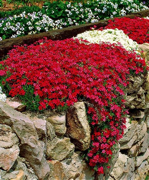 Flor Flox Como Cuidar, Plantar, Fazer Mudas e Podar | Mundo Ecologia