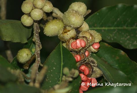 Trees of Tropical Asia - Magnolia champaca