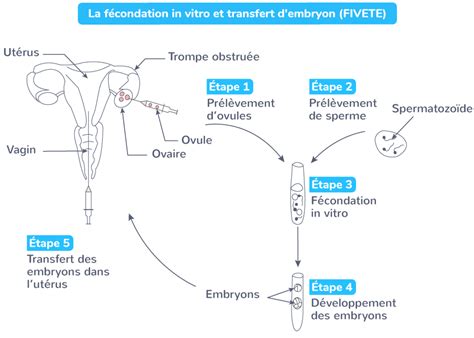 Des Comportements Responsables Vis à Vis De La Sexualité 3e Cours Svt Kartable