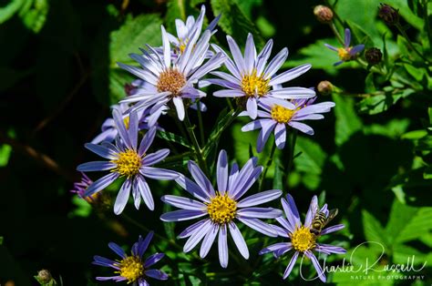 Mount St Helens Wildflowers Charlie Russell Nature Photography