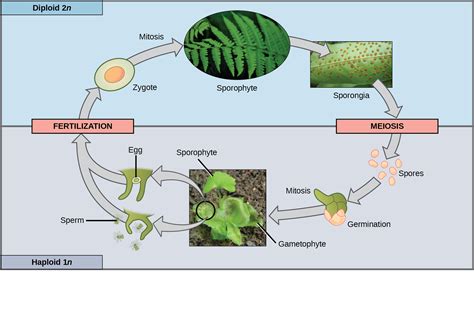 biology  genetics meiosis  sexual reproduction sexual