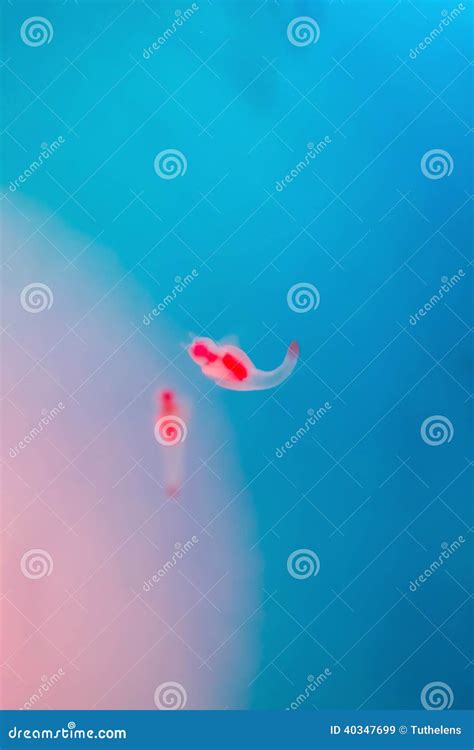 Naked Sea Butterfly Or Sea Angel Common Clione Stock Image Image Of Naked Cold