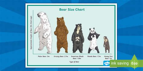 Bear Size Chart Display Poster Profesor Hizo Twinkl