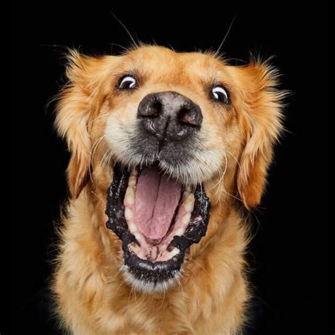 woman takes    happiest dogs   world whisker therapy