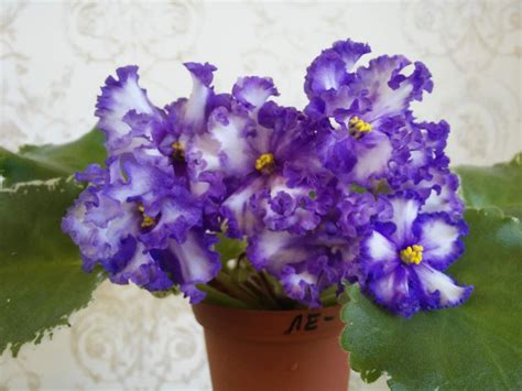 Ле суламифь фиалка фото (Много красочных изображений) - artshots.ru