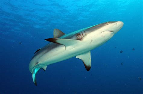 Grey Reef Shark